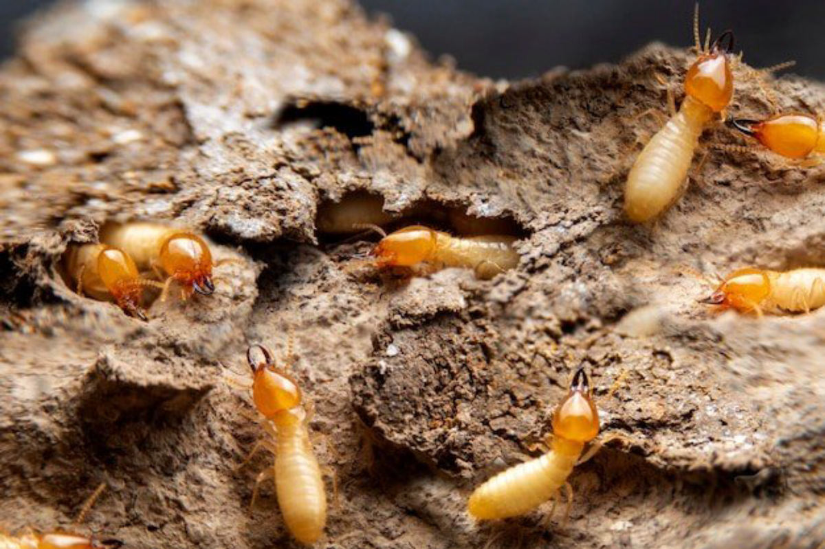 Termite activity uncovered